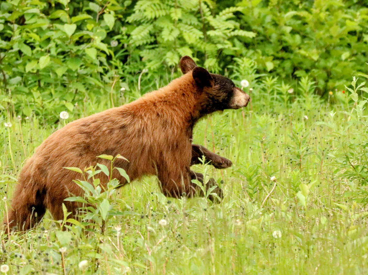 Black Bear running in Valdez Alaska