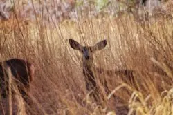 Black tailed dear at Big Bend Zion National Park Utah 2