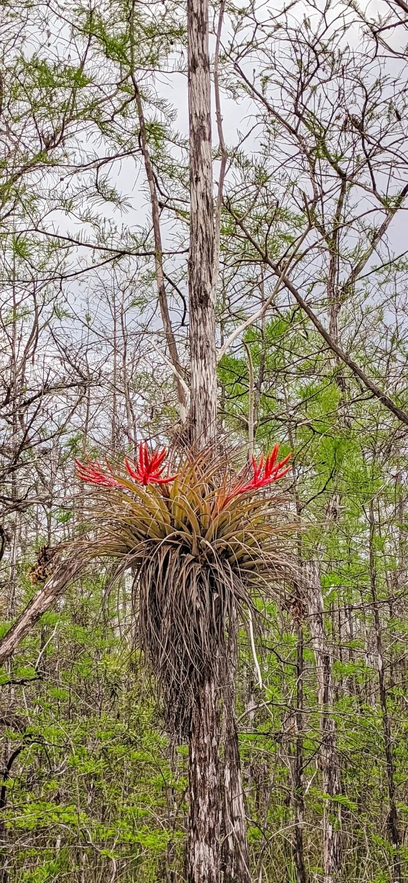 Blooming Airplants in Big Cypress National Preserve Florida