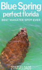 Blue Spring State Park in Orange City, Florida has the the largest populations of manatees in the winter months. Year round it's beautiful and great for tropical swimming, but November - March it's manatee season!