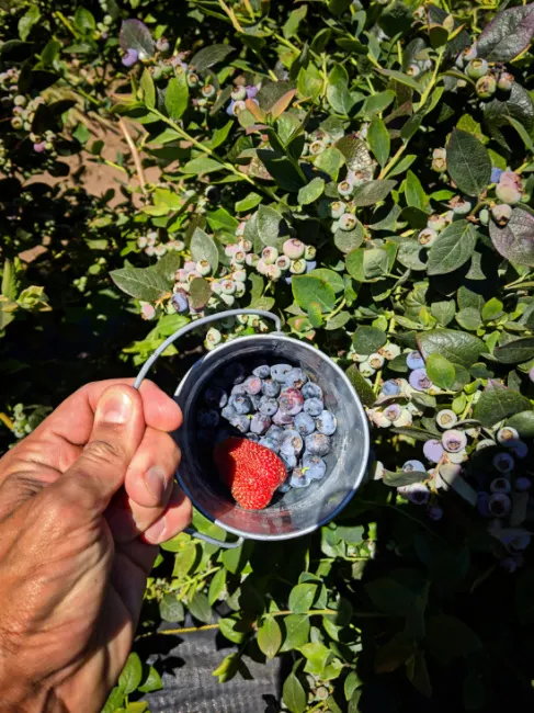 Blueberries at UPick Farm at Lake Chelan Washington 1