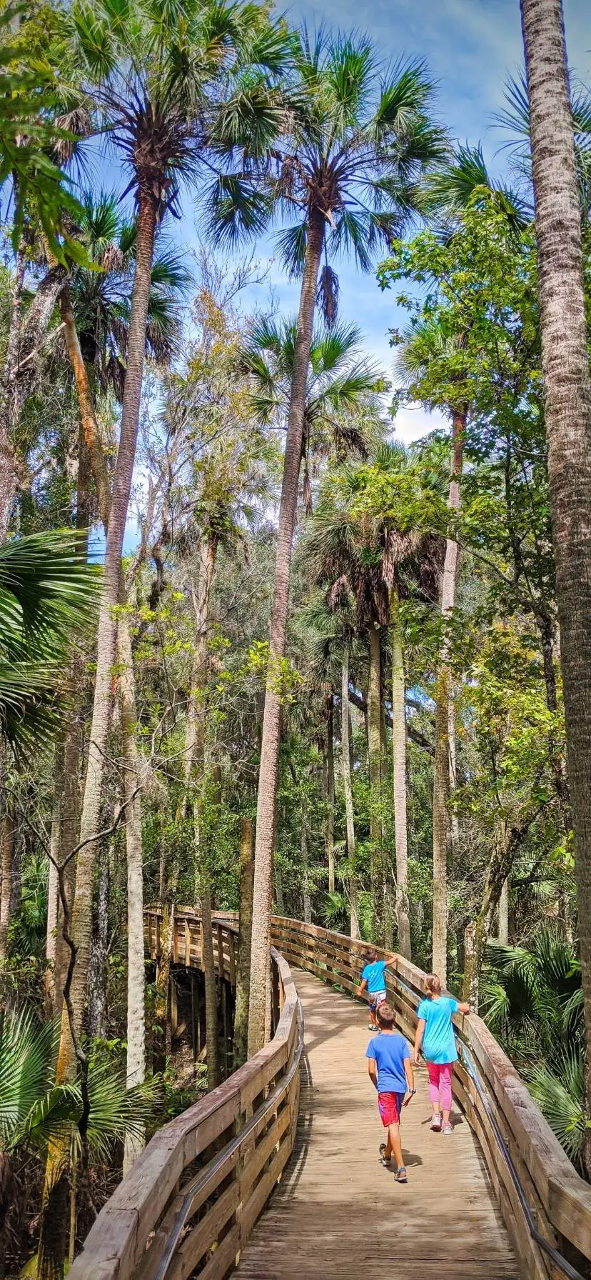 Boardwalk Trail at Blue Spring State Park Florida