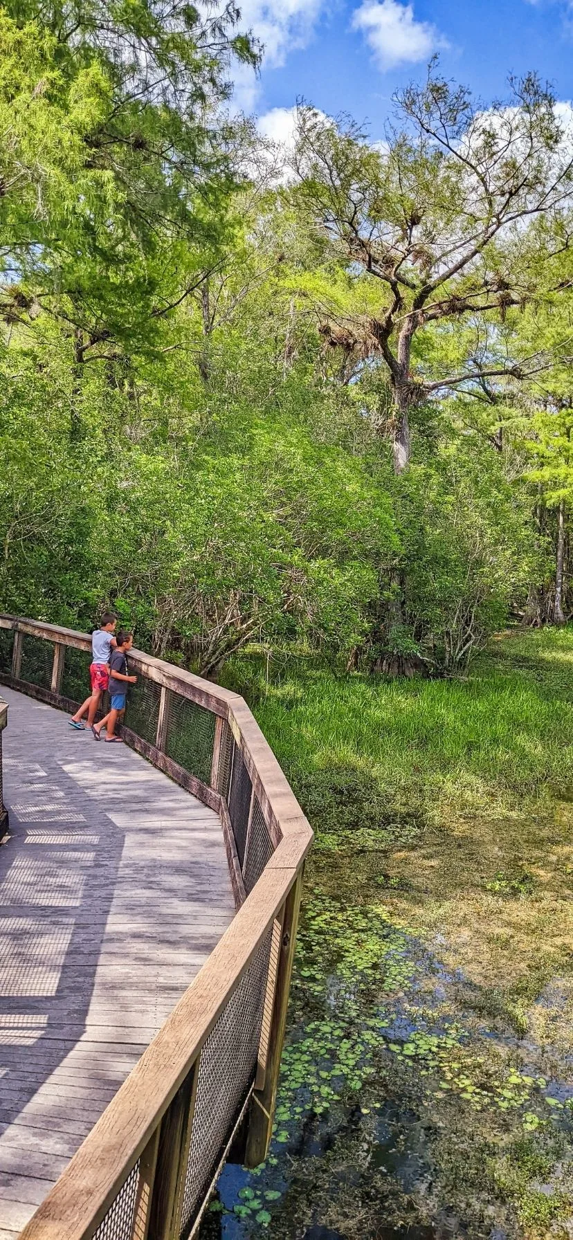 Boardwalk Trail at Kirby Storter Big Cypress National Preserve Florida