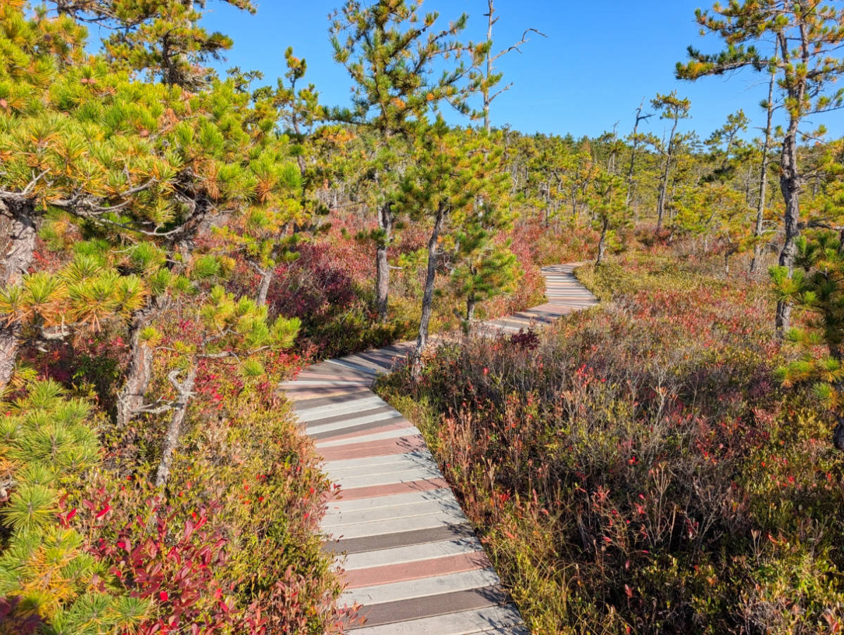 Boardwalk Trail at Saco Heath Preserve Kennebunkport Maine