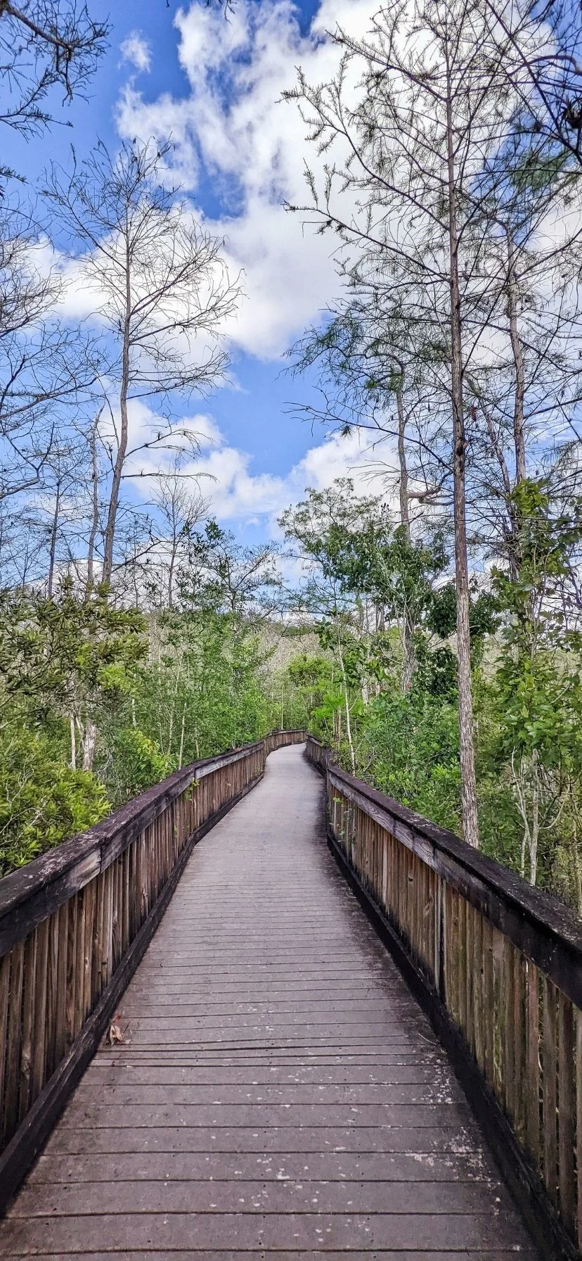 Boardwalk Trail in Big Cypress National Preserve Florida