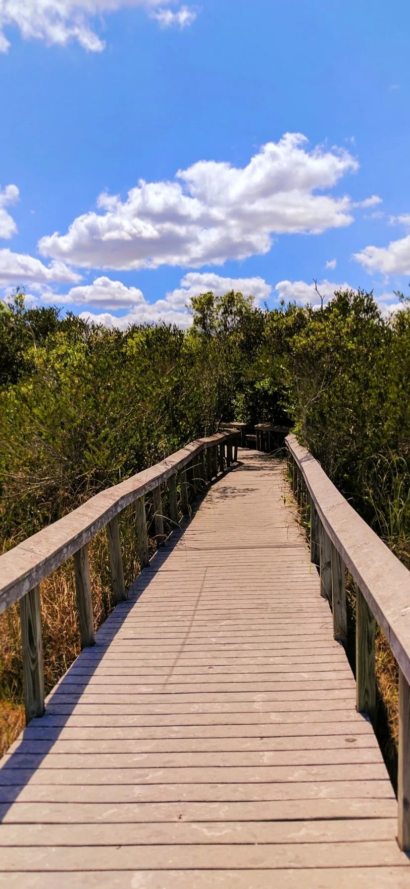 Boardwalk Trail in Everglades National Park Florida