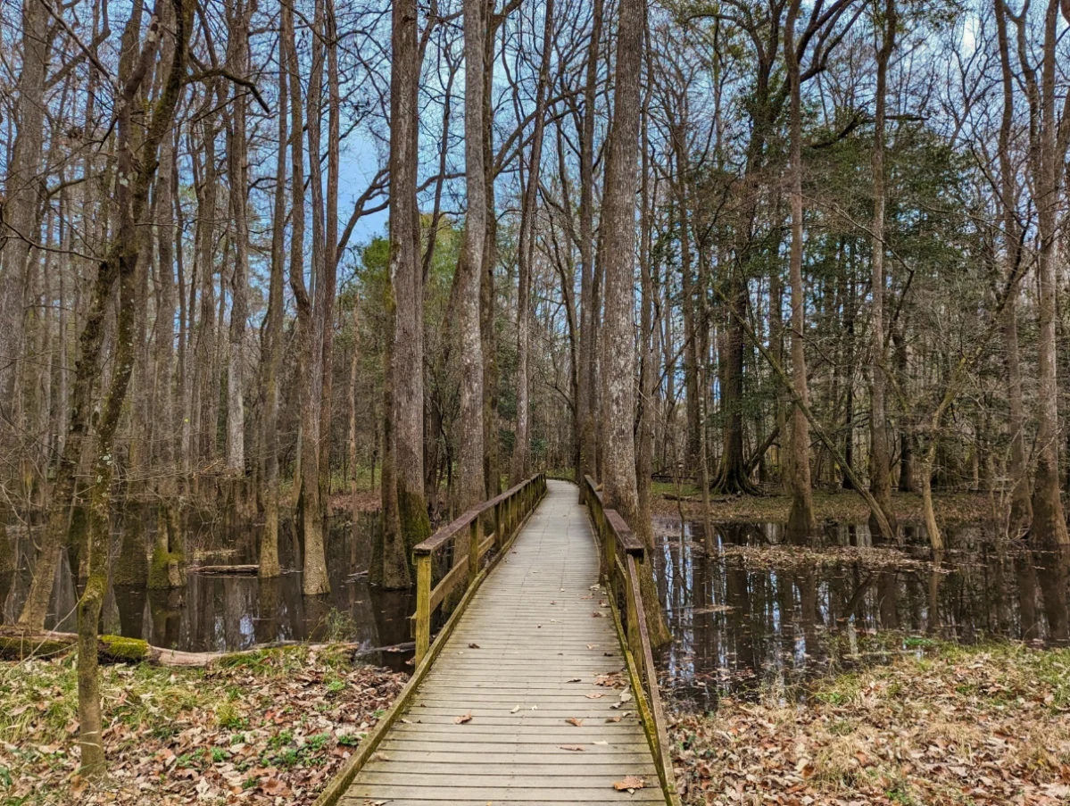 Boardwalk in Congaree National Park in Winter South Carolina 1