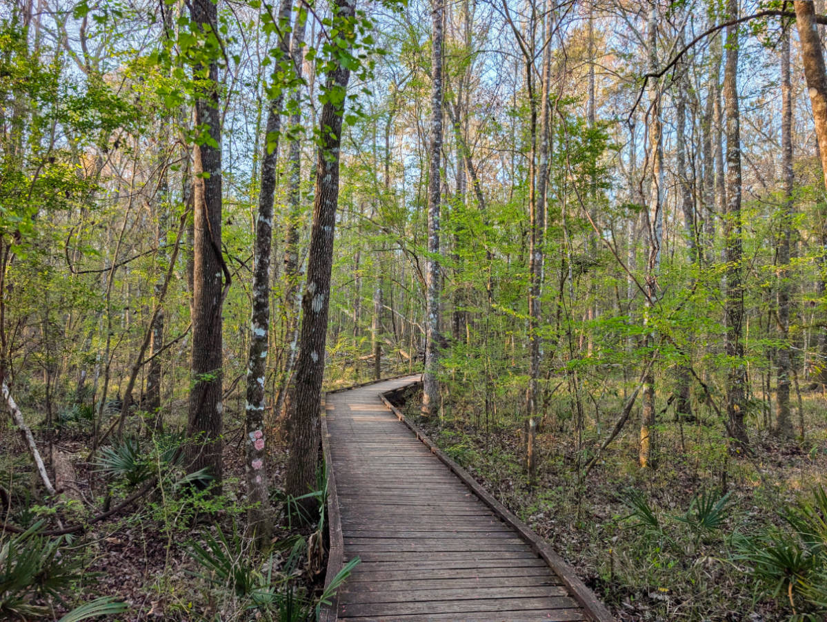 Boardwalk of Sally Ward Trail at Edward Ball Wakulla Springs State Park Tallahassee Florida 2