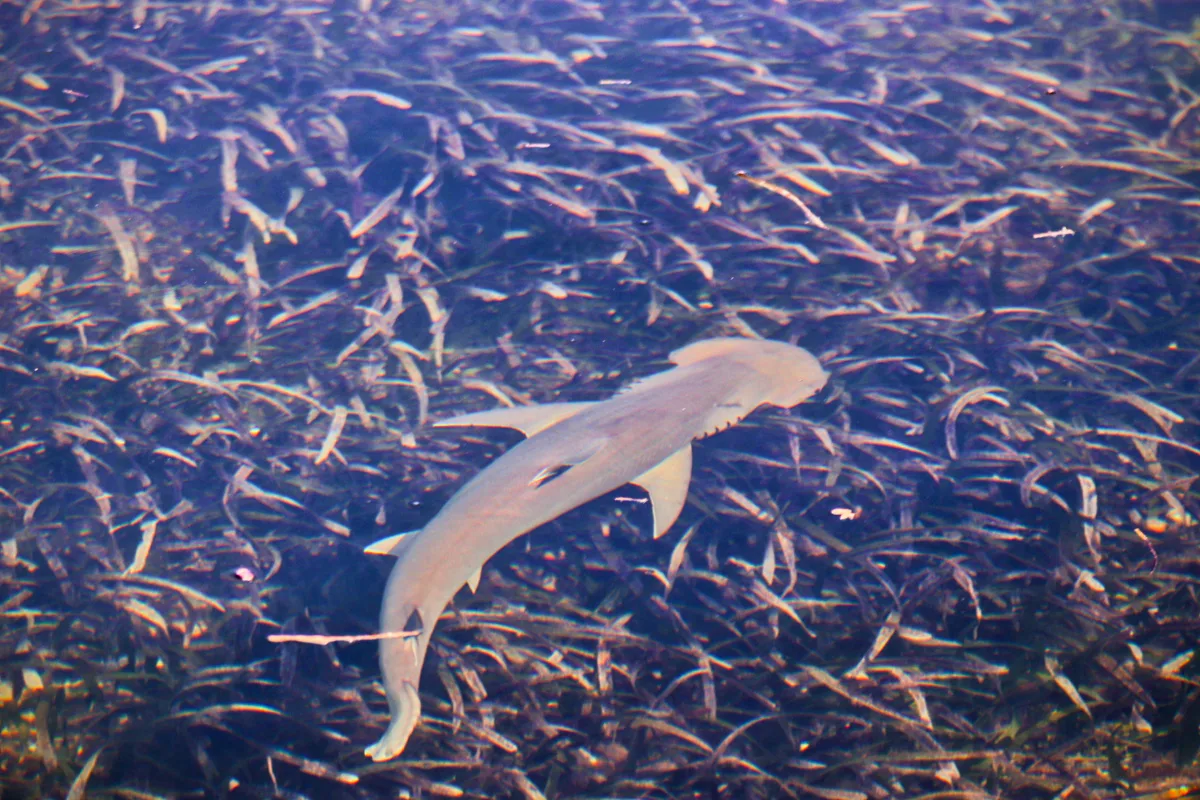 Bonnet Head Shark in Grassy Flats at Key West National Wildlife Refuge Florida Keys 1
