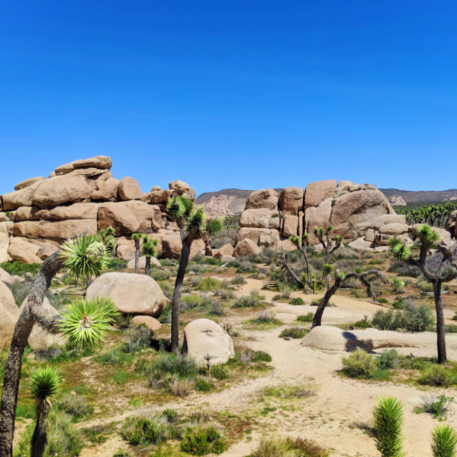 Botanic Nature Walk at Cap Rock Joshua Tree National Park California 2
