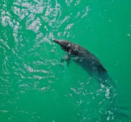 Bottlenose Dolphin in Key West National Wildlife Refuge Florida Keys 2020 3