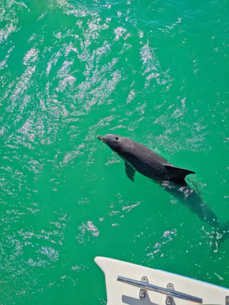 Bottlenose Dolphin in Key West National Wildlife Refuge Florida Keys 2020 4