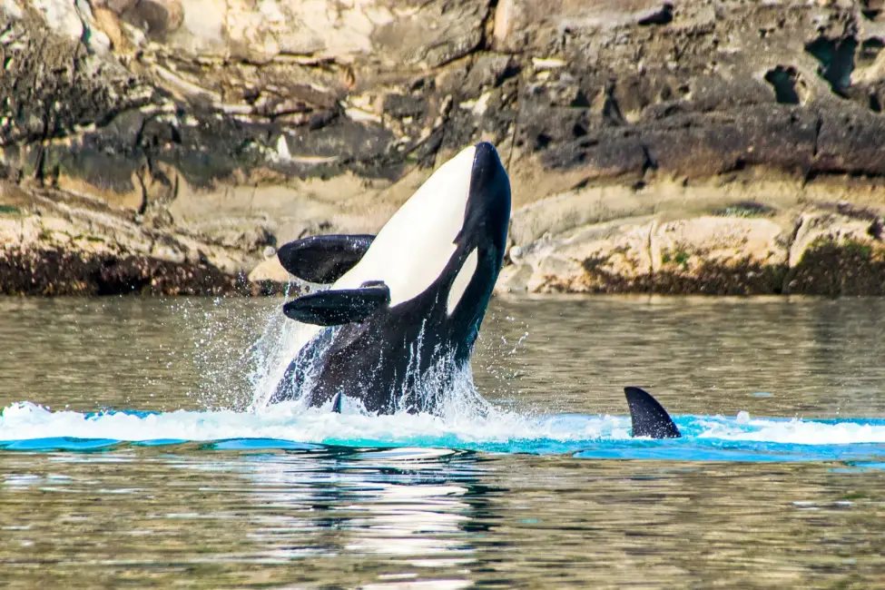 Breaching Bigg's orca by Alissa Elderkin