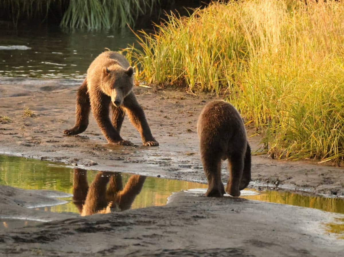 Brown Bear Family in Grass on Kodiak Island Alaska 4