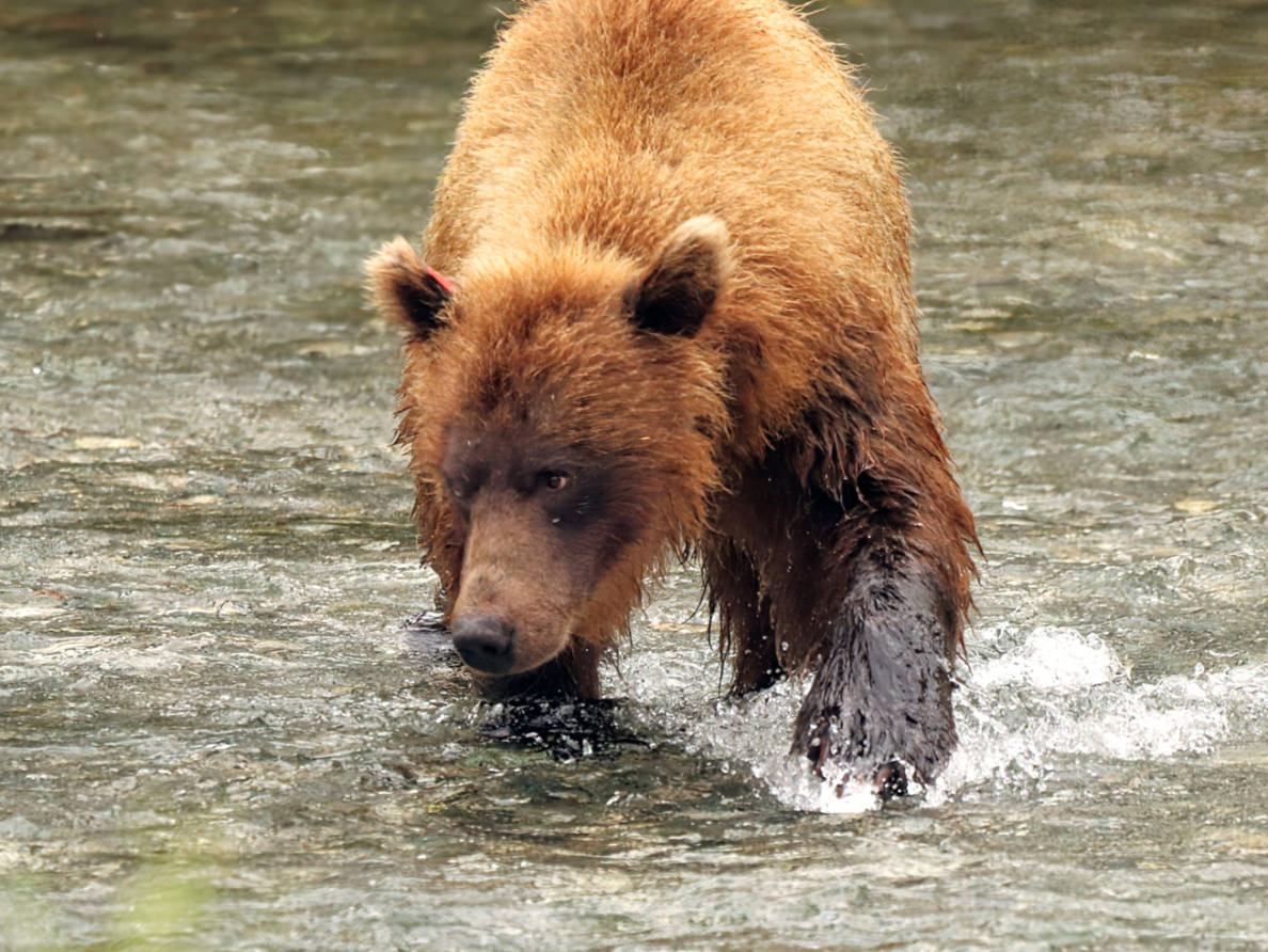 Brown Bear fishing on Chilkat River Haines Alaska 3