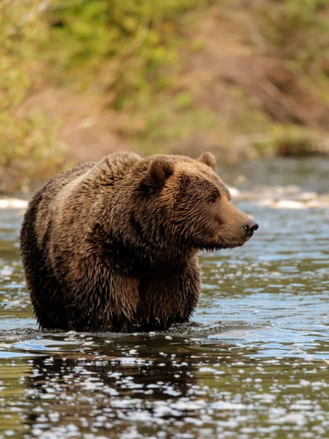 Brown Bear in Buskin River on Kodiak Island Alaska 11