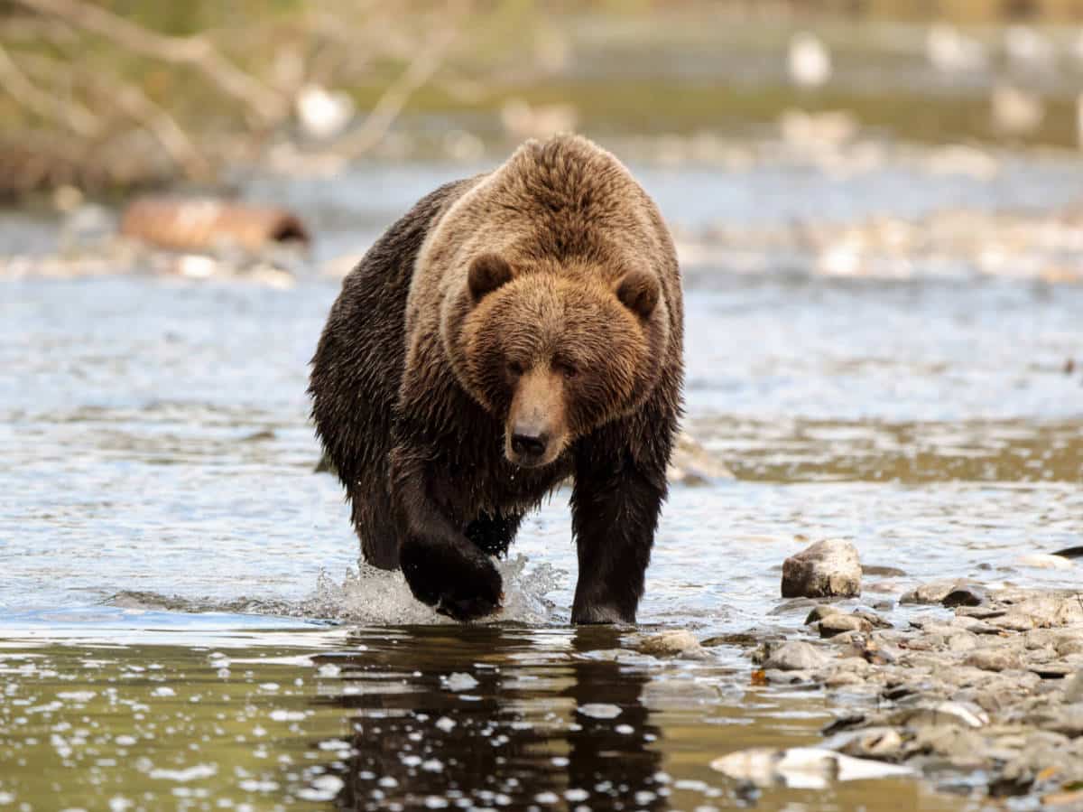 Brown Bear in Buskin River on Kodiak Island Alaska 14