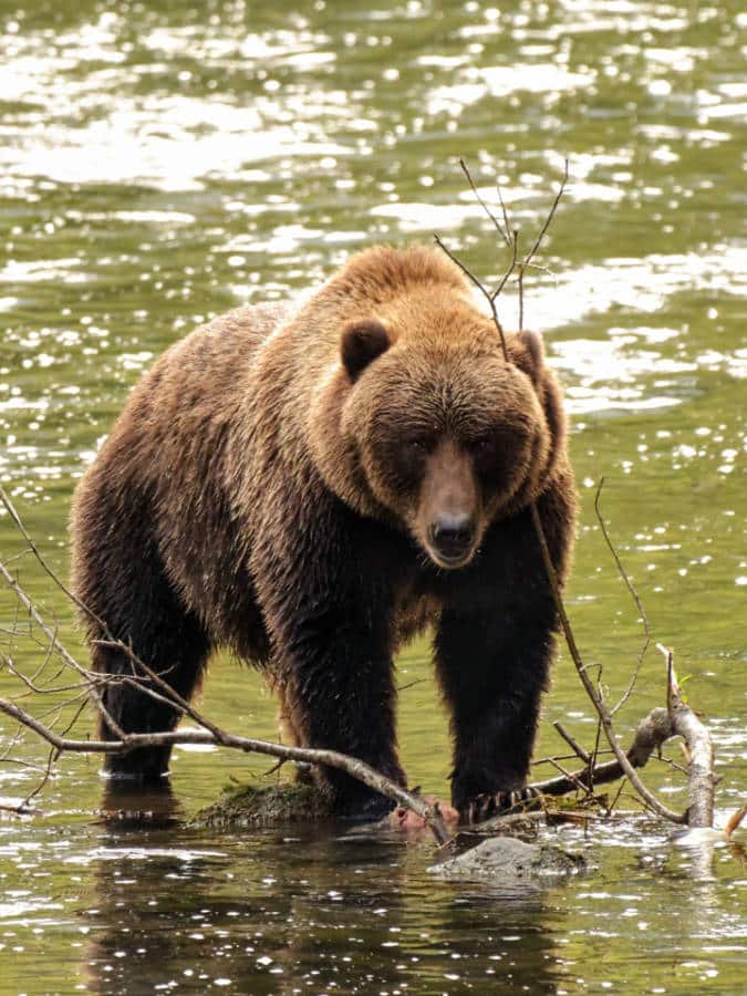 Brown Bear in Buskin River on Kodiak Island Alaska 21