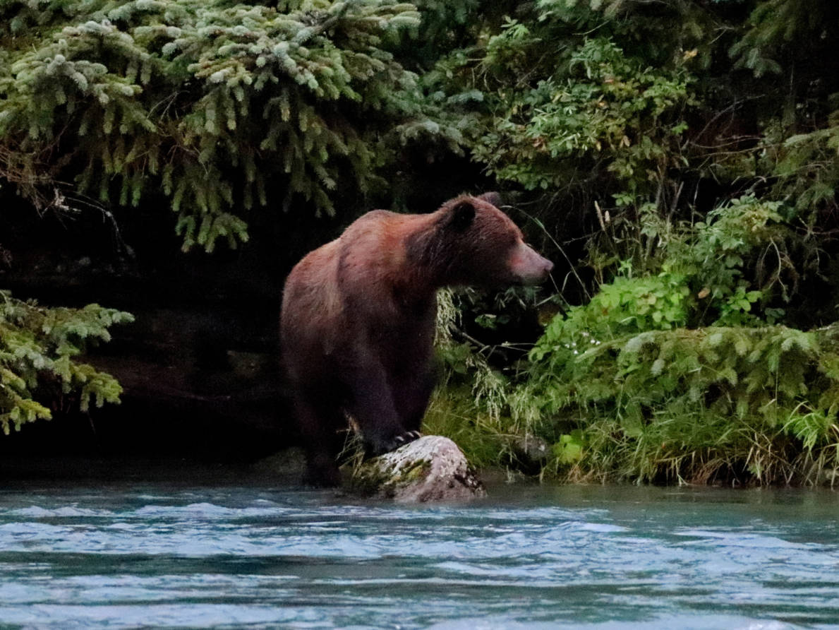 Brown Bear in Chilkoot Lake State Park Haines Alaska 2