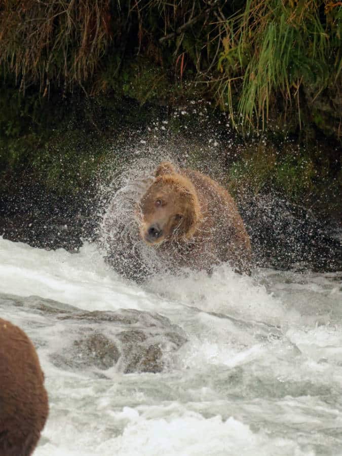 Brown Bear shaking out in Brooks Falls Katmai National Park Alaska