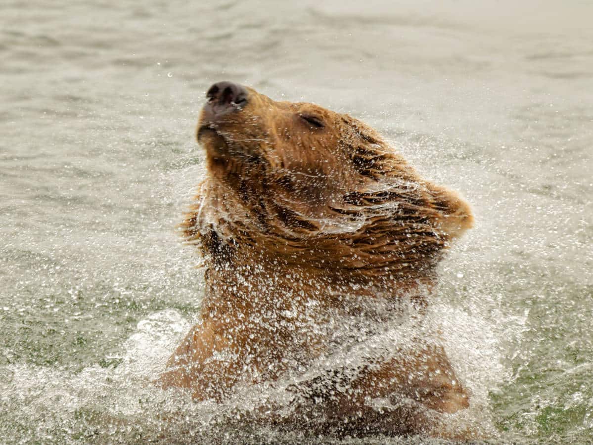 Brown Bear shaking out in Brooks Falls Katmai National Park Alaska 4