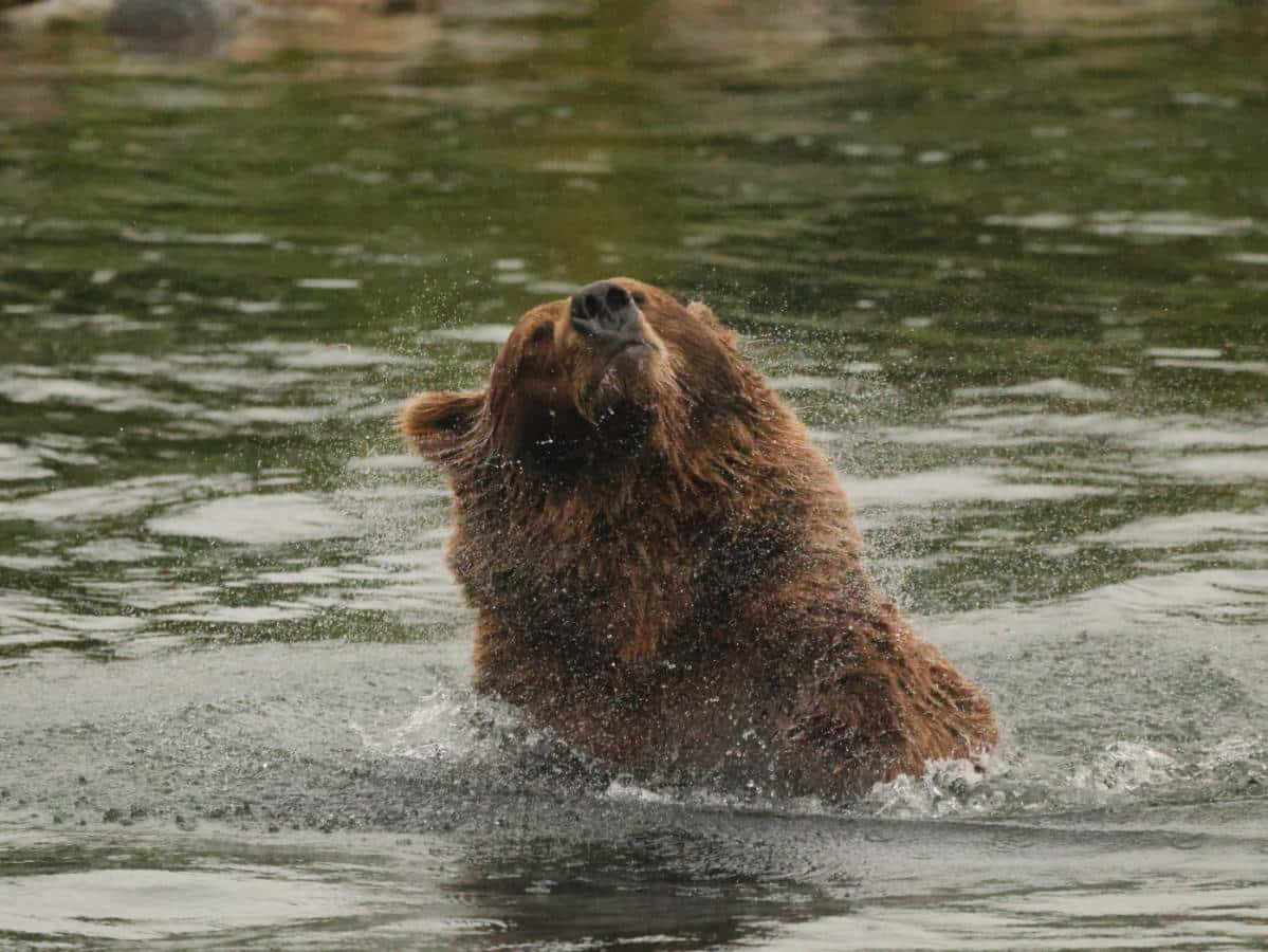 Brown Bear shaking out in Brooks Falls Katmai National Park Alaska 9