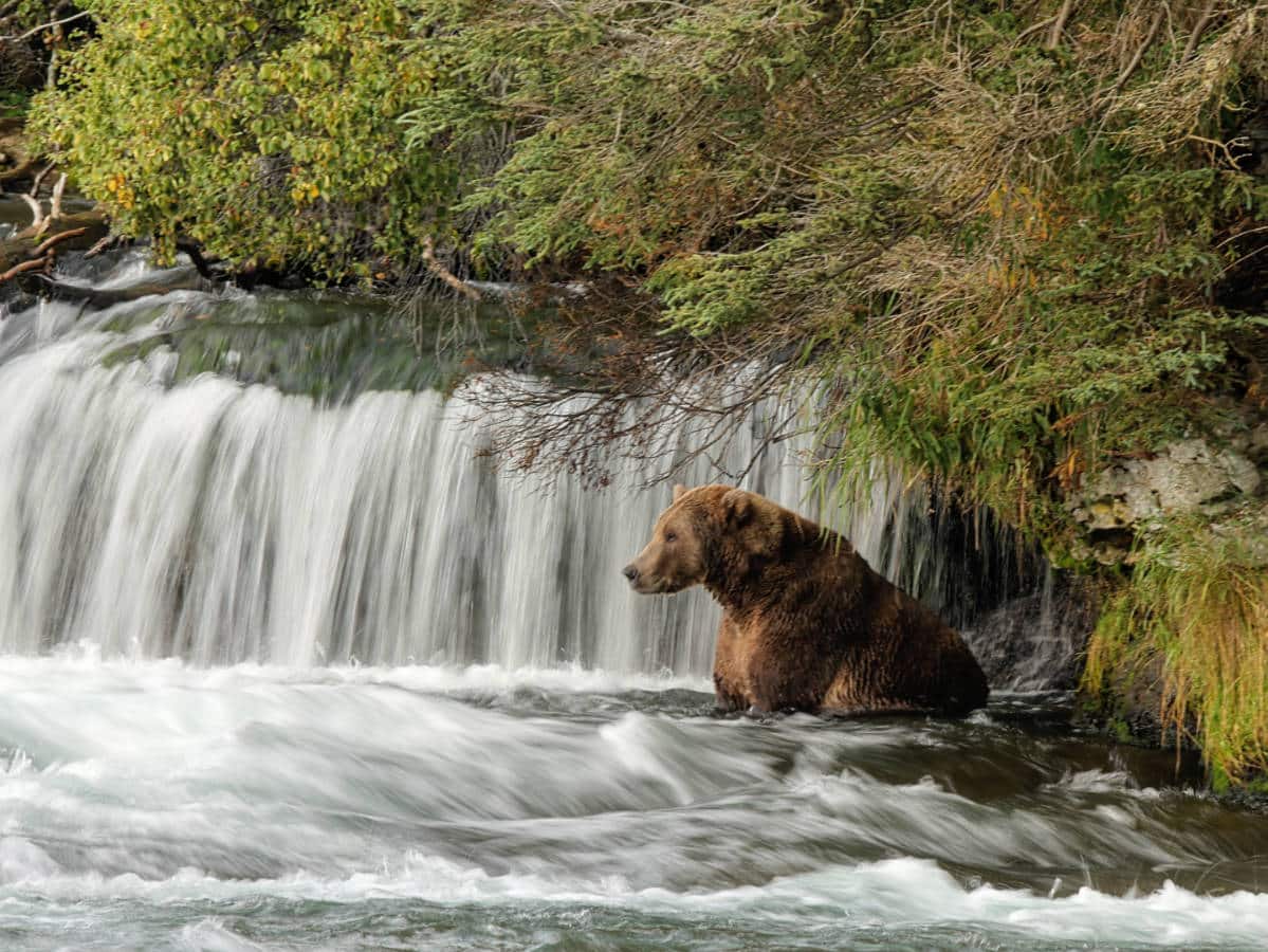 Brown Bear sitting in Brooks Falls in Katmai National Park Alaska