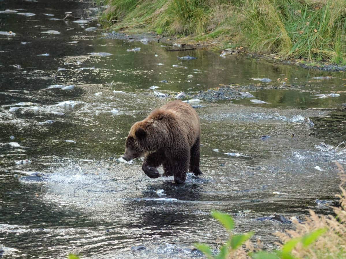 Brown Bears in Buskin River in Kodiak Alaska 3