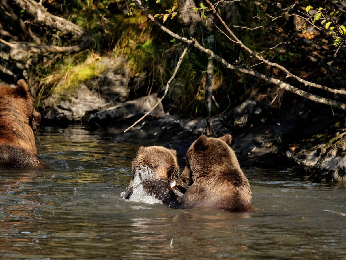 Brown Bears in River in Kodiak Alaska 1