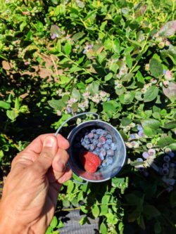 Bucket of berries at UPick Blueberries Santa Maria California 5