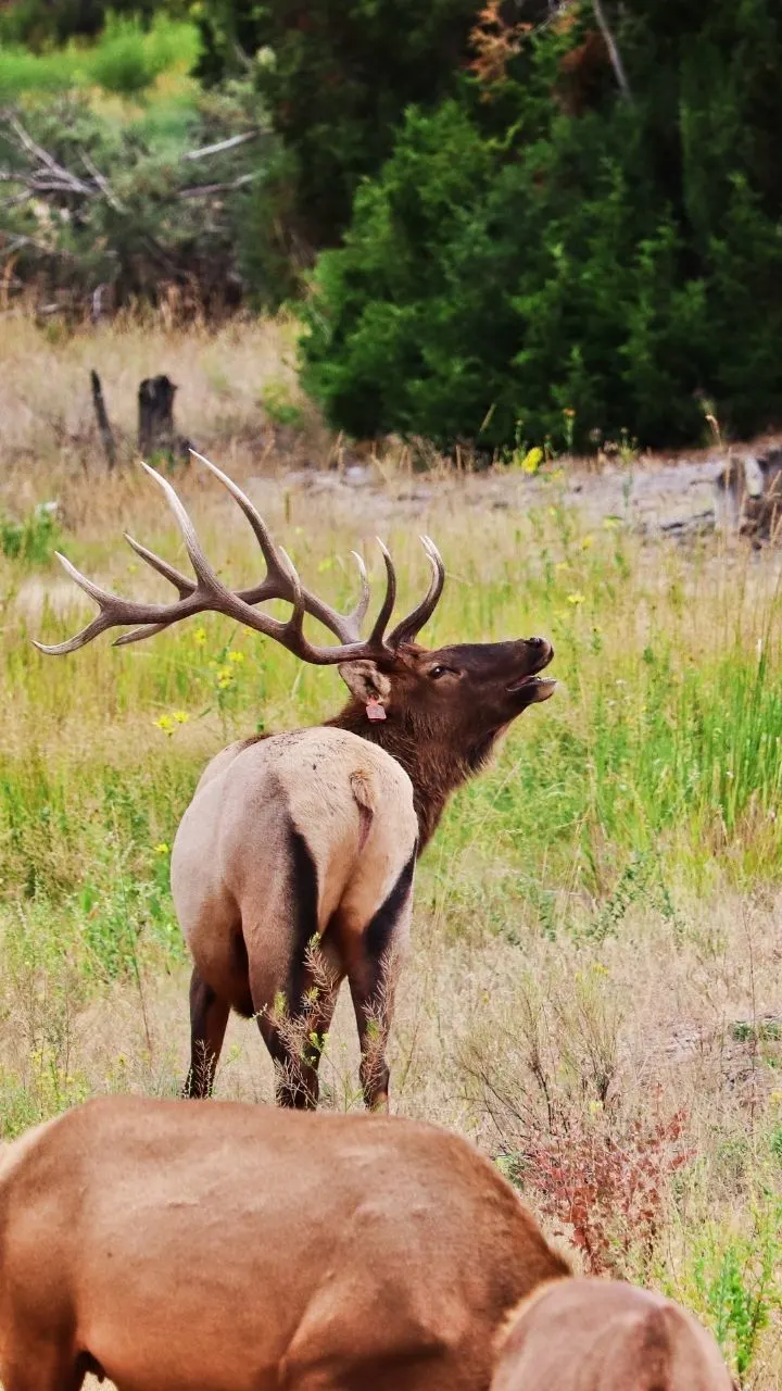 Our 2 Day Best of Yellowstone National Park itinerary: from the Grand Canyon of Yellowstone, Norris Geysers, Old Faithful and Yellowstone Lake, each itinerary route is its own day in the park and covers the best sights and tips for enjoying driving through Yellowstone National Park.