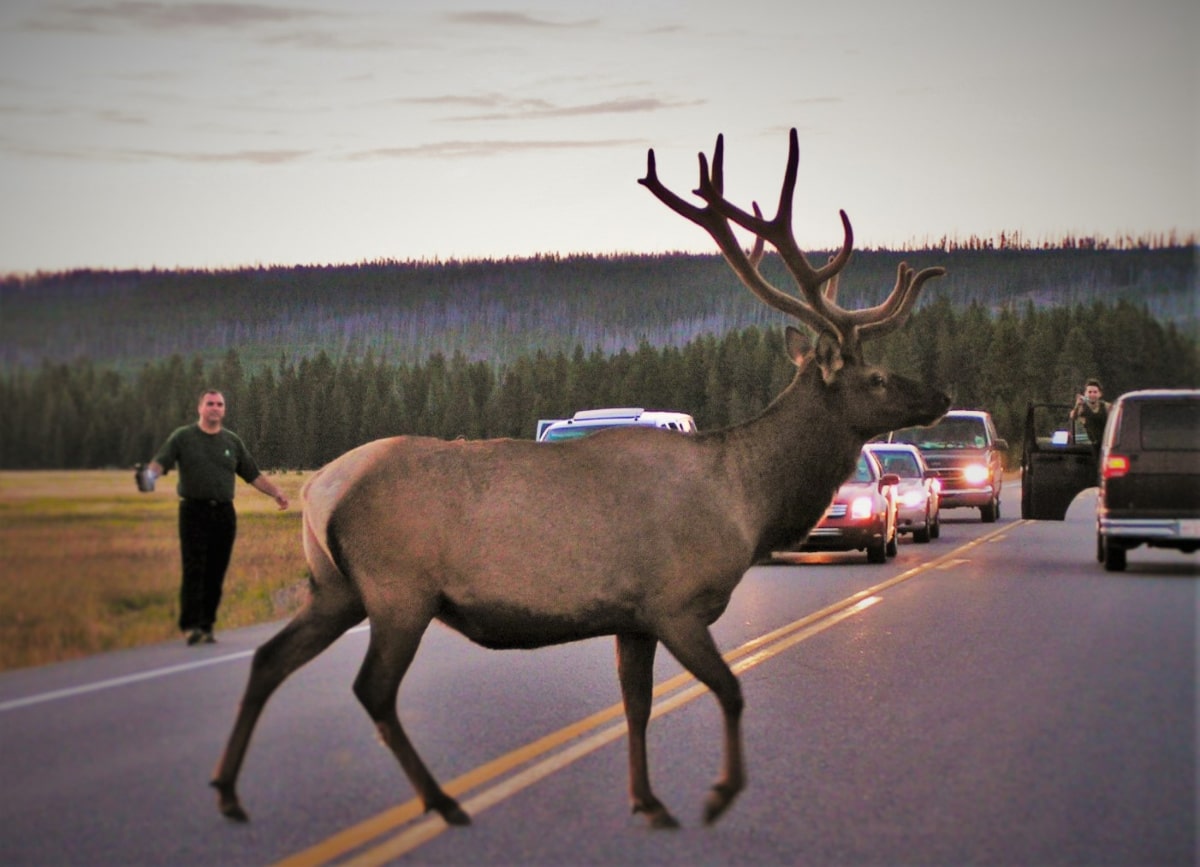 Bull Elk Gibbon Meadows Crossing Street Yellowstone