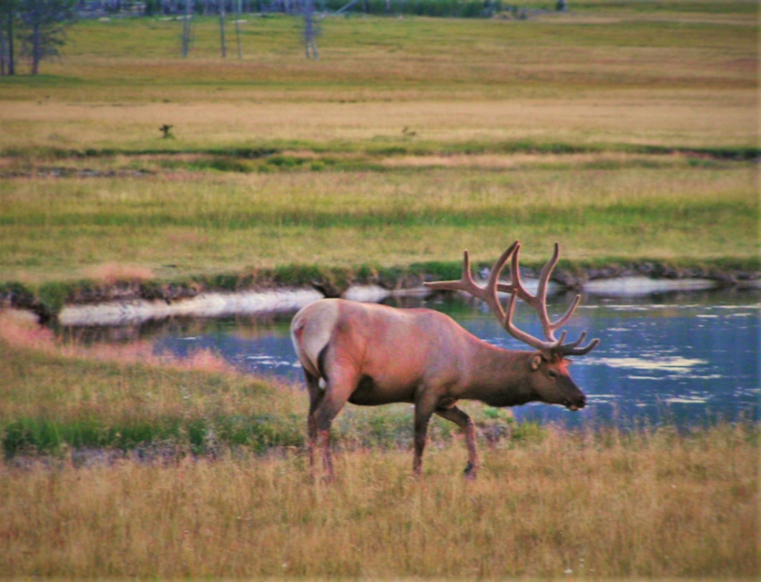 Bull Elk Gibbon Meadows Yellowstone 4