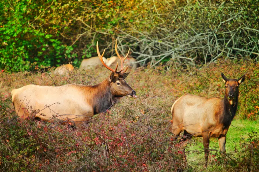 Bull Elk Hoh Rainforest Olympic National Park 5