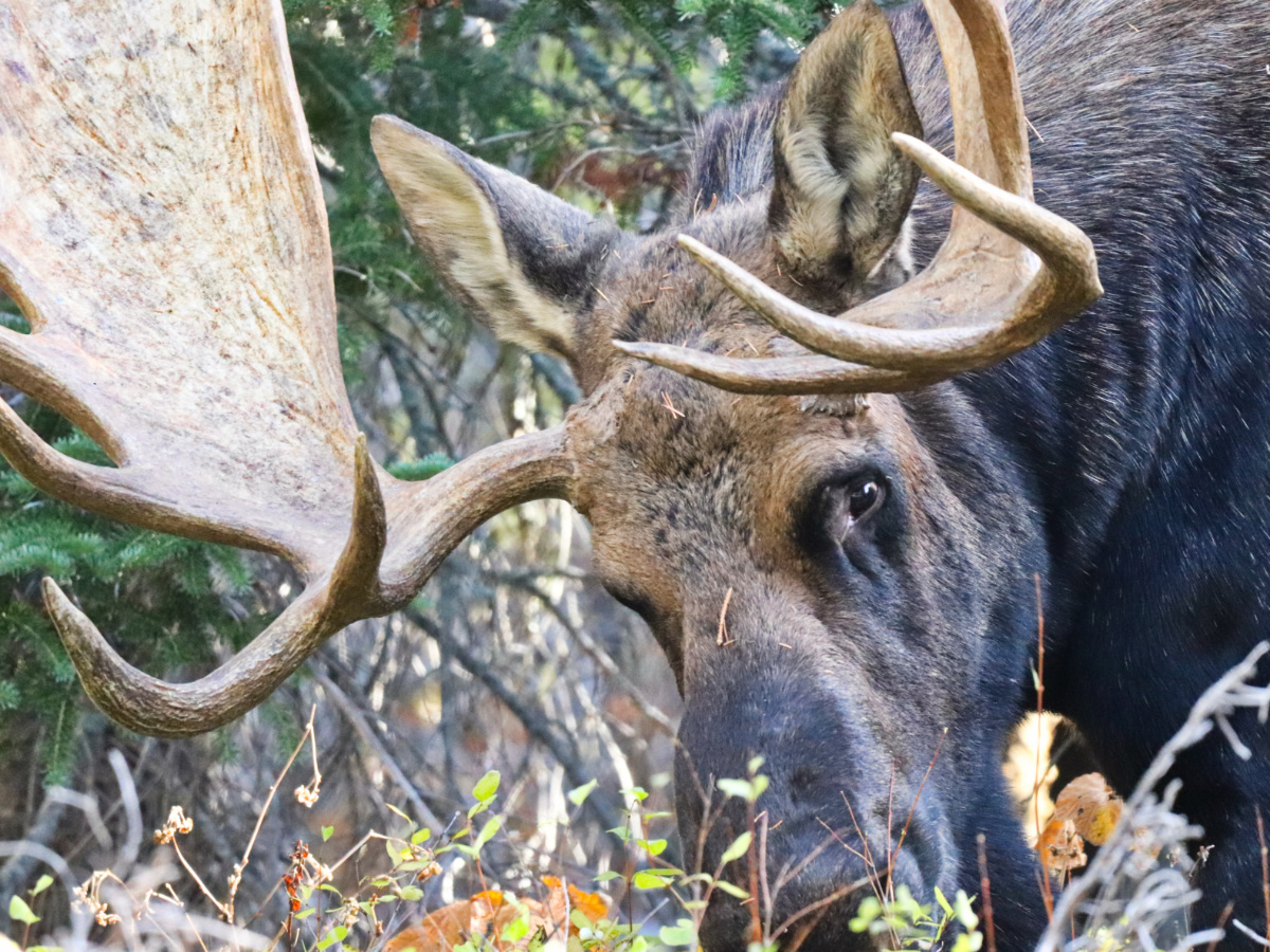 Bull Moose at Aster Falls Trail Two Medicine Glacier National Park Montana
