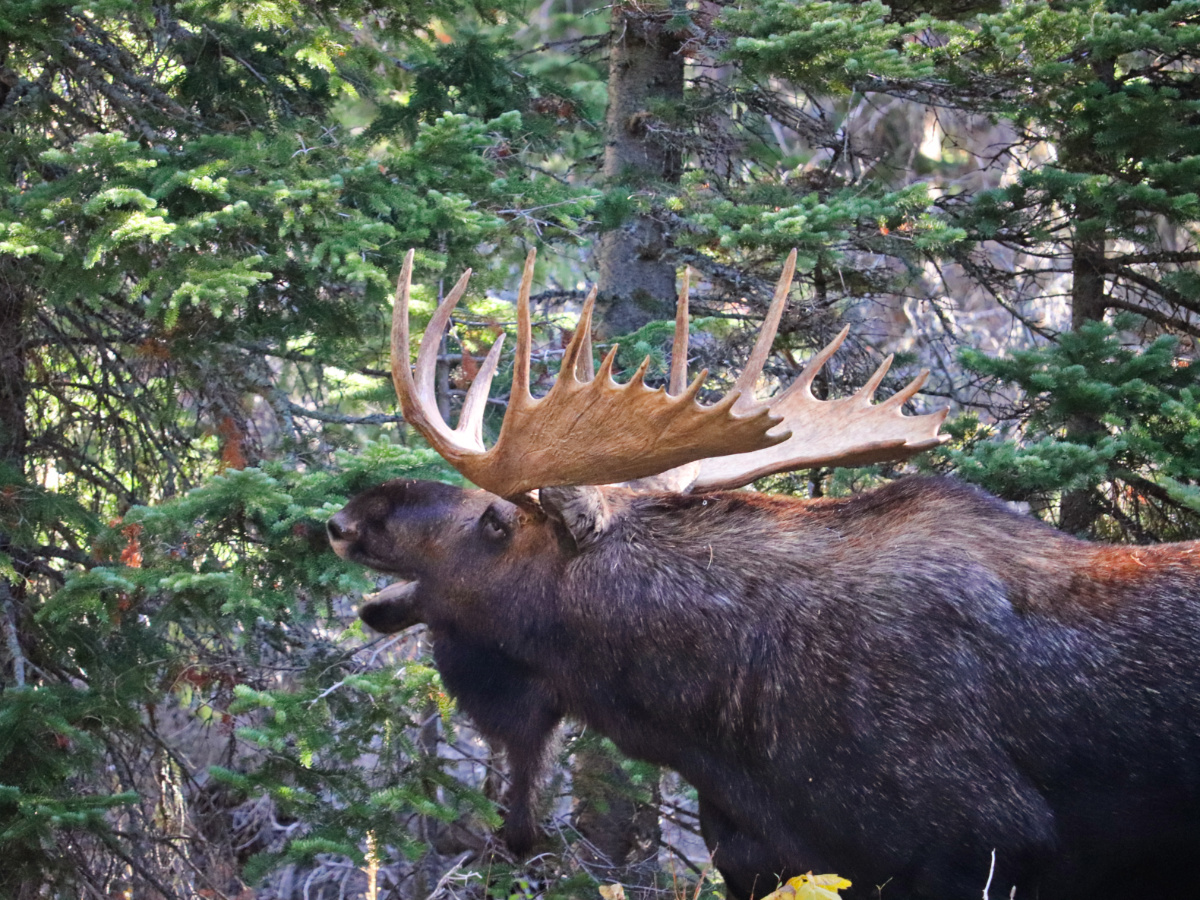 Bull Moose at Aster Falls Trail Two Medicine Glacier National Park Montana 7