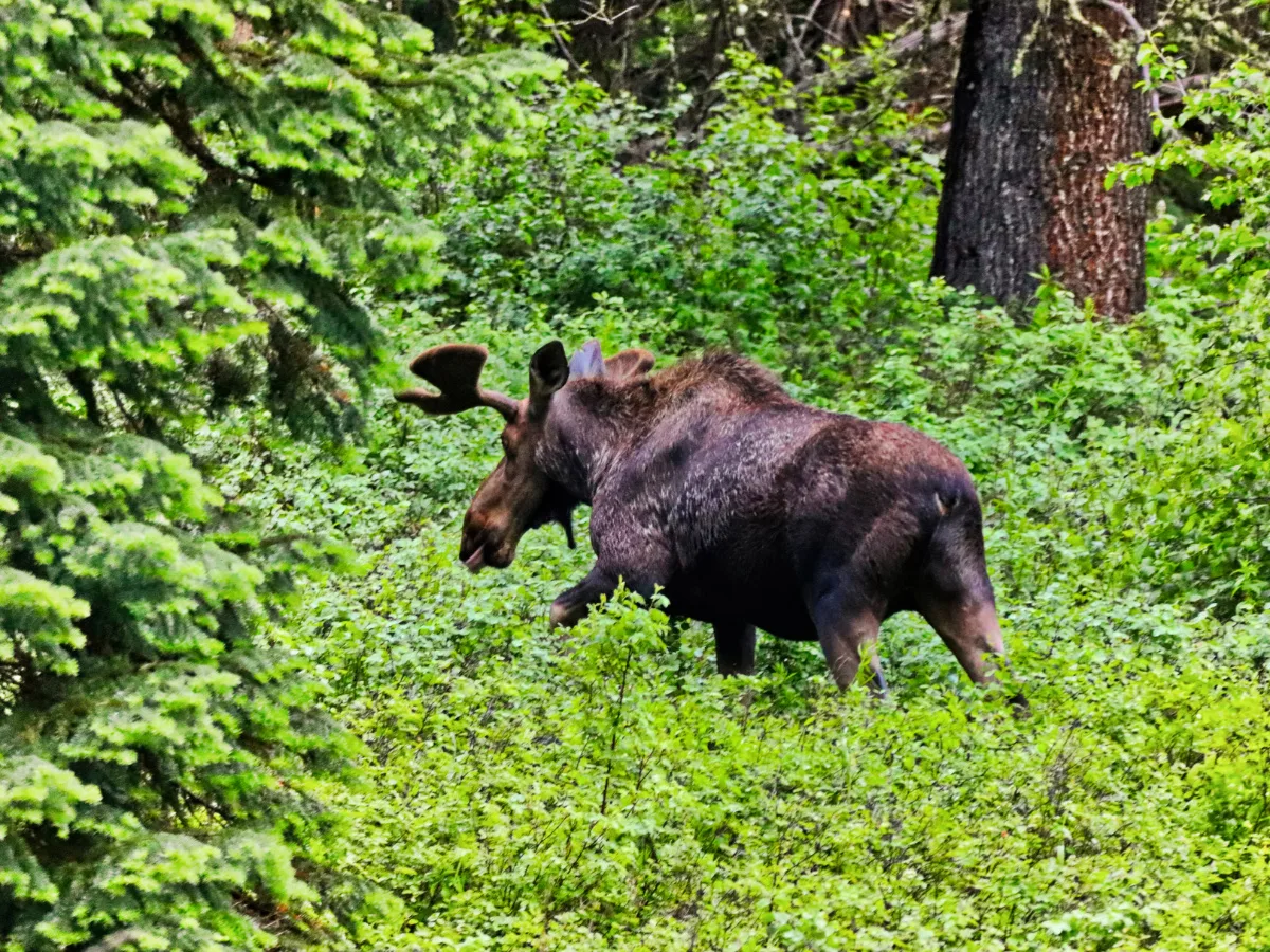 Bull Moose at Cody Entrance Yellowstone National Park Wyoming 4