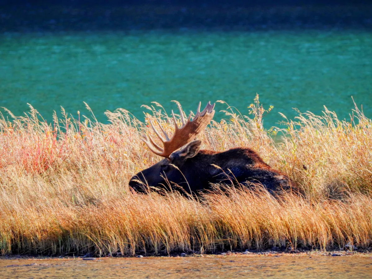 Bull Moose at Red Rock Lake at Many Glacier in Glacier National Park Montana 1