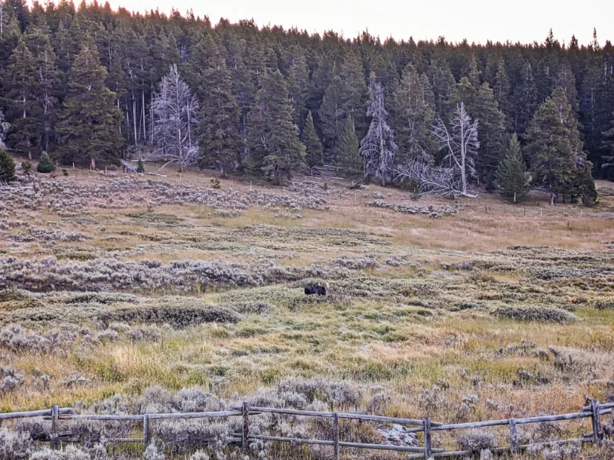 Bull Moose on Hillside Near Canyon Village Yellowstone National Park Wyoming 1
