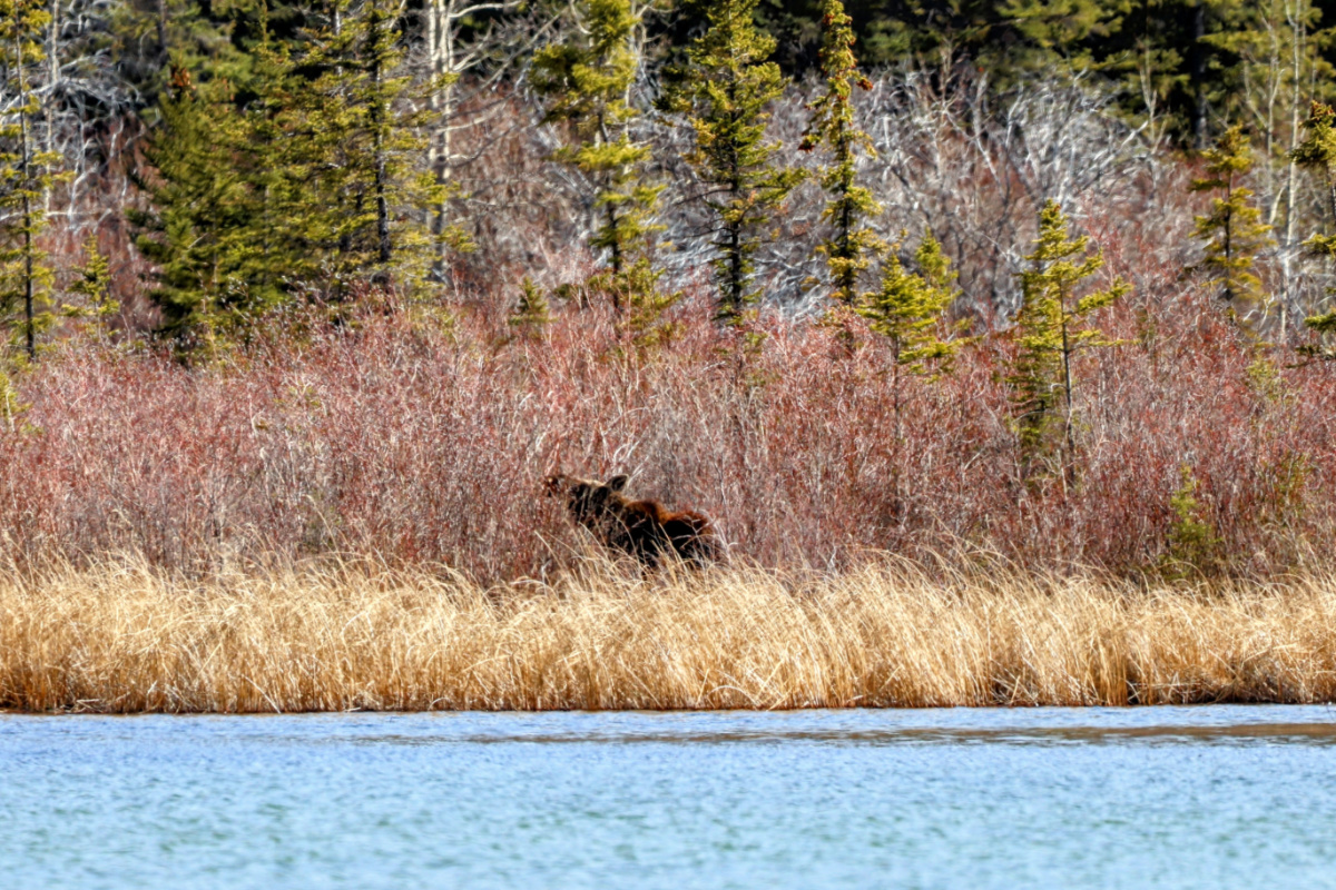 Bull Moose without Antlers in Willows at Vermillion Lakes Banff National Park Alberta 1