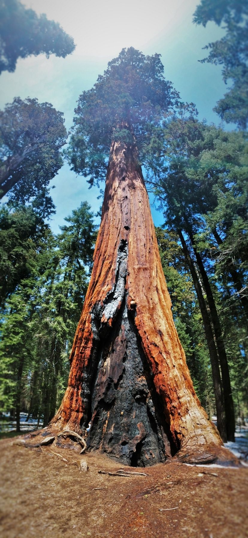 Burned Sequoia Tree at Kings Canyon National Park California