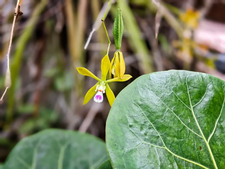 Butterfly Orchid at Ding Darling National Wildlife Refuge Sanibel Island Fort Myers Florida 1