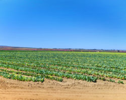 Cabbage Fields in Santa Maria Valley California 1