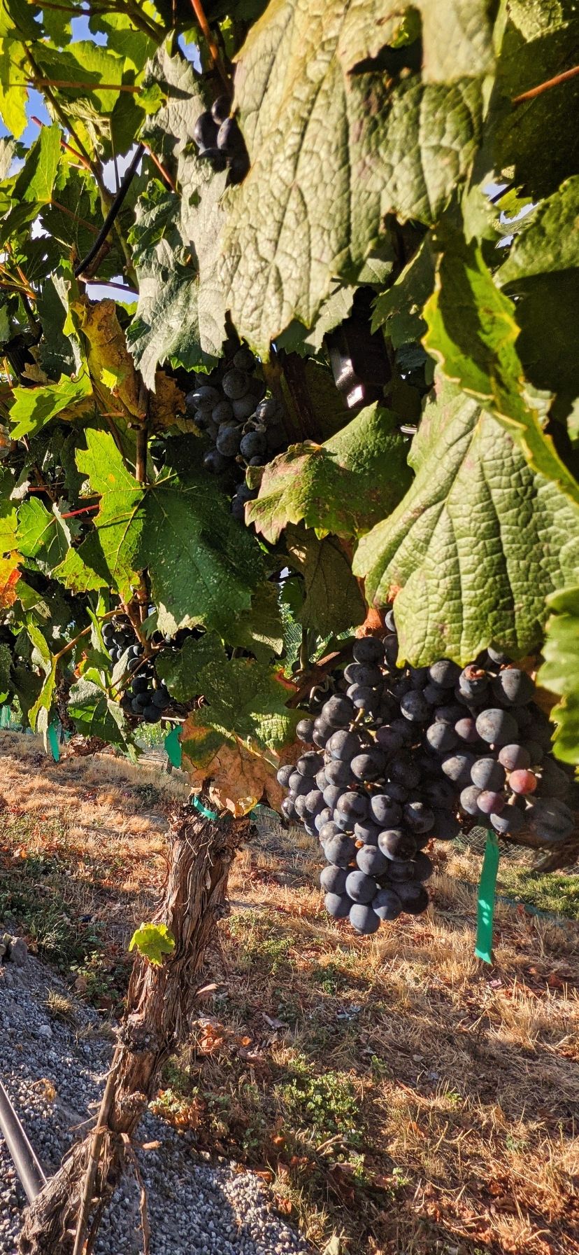 Cabernet Grapes in Vineyard at Lake Chelan Washington Wine Country