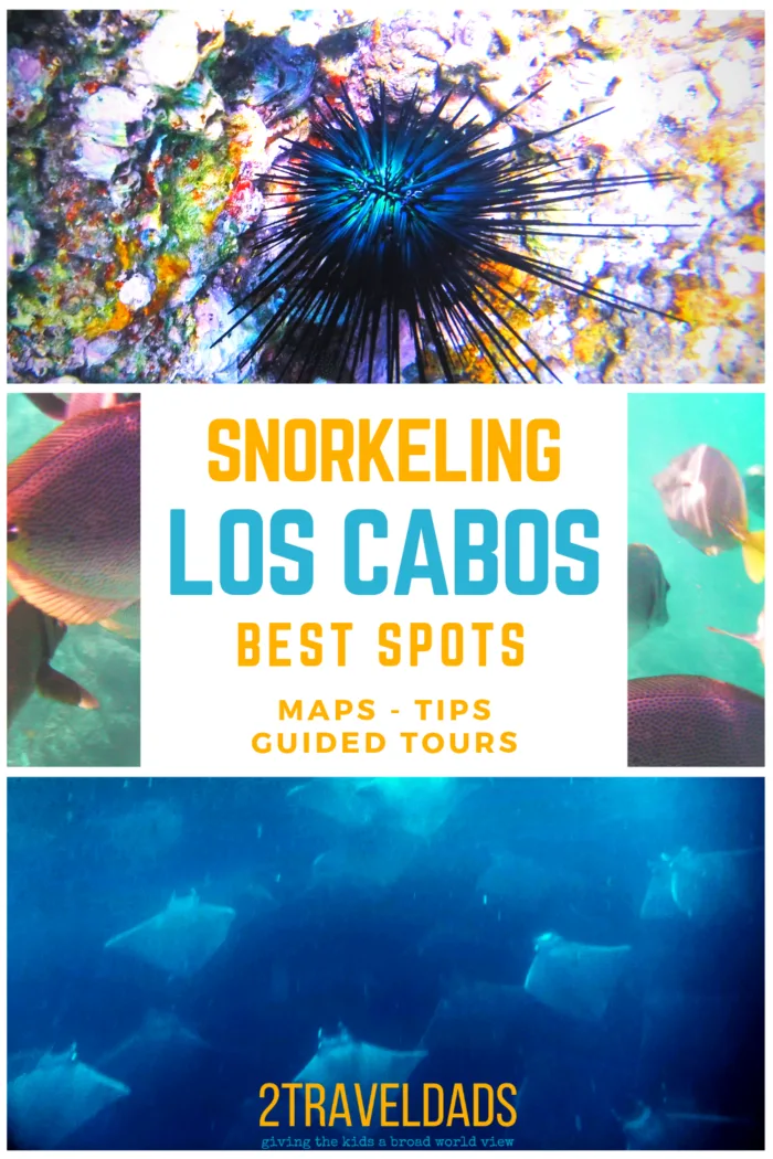 Cabo San Lucas is perfect for snorkeling. These are the best spots for snorkeling in Cabo, snorkel tour recommendations and maps to get you around Los Cabos, Mexico. #mexico #wildlife #snorkeling