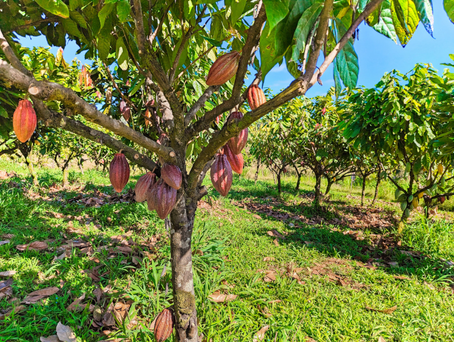 Cacao Trees on Tree to Chocolate Tour at Lavaloha Cacao Farm Hilo Big Island Hawaii 4