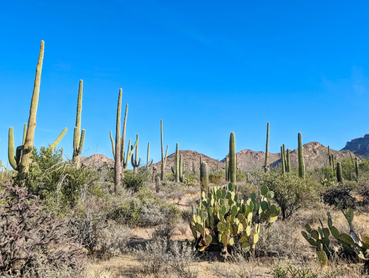 Cactus Forest in Rincon District Saguaro National Park Tucson Arizona 2