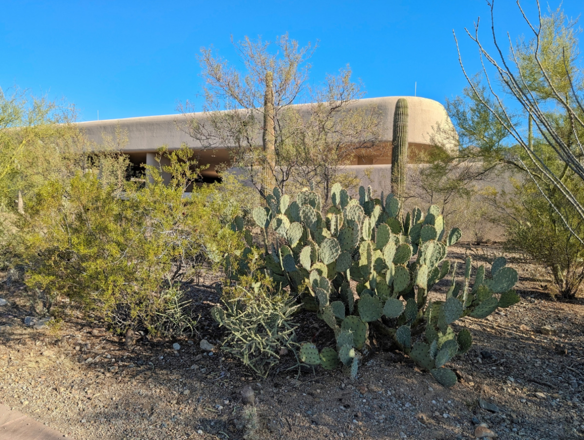 Cactus at Red Hills Visitor Center Saguaro National Park Tucson Arizona 1