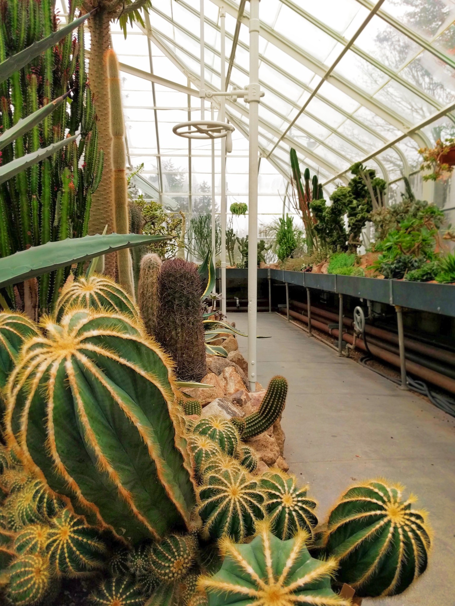 Cactus in Volunteer Park Conservatory Capitol Hill Seattle 2