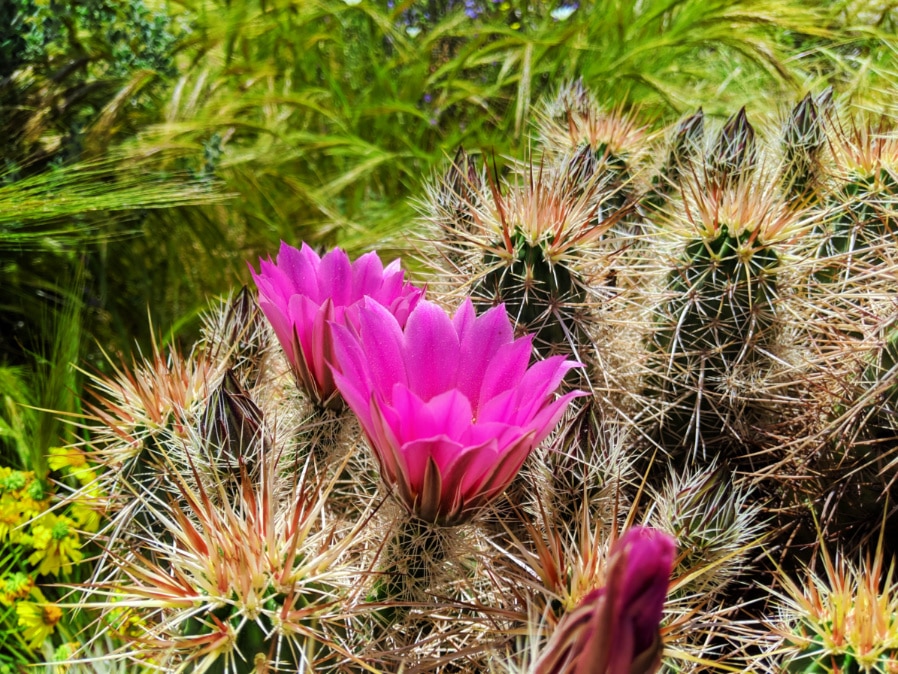 Cactus superbloom in Andreas Canyon Indian Canyons Palm Springs California 1